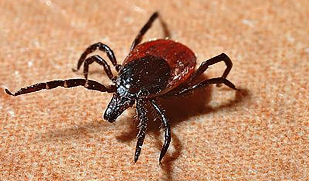 Сәуірден бері 30 адам кене энцефалитін жұқтырды