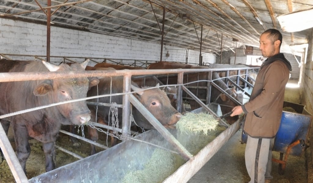 30 құнажын сатып алып, бүгінде 100 бастан асырды