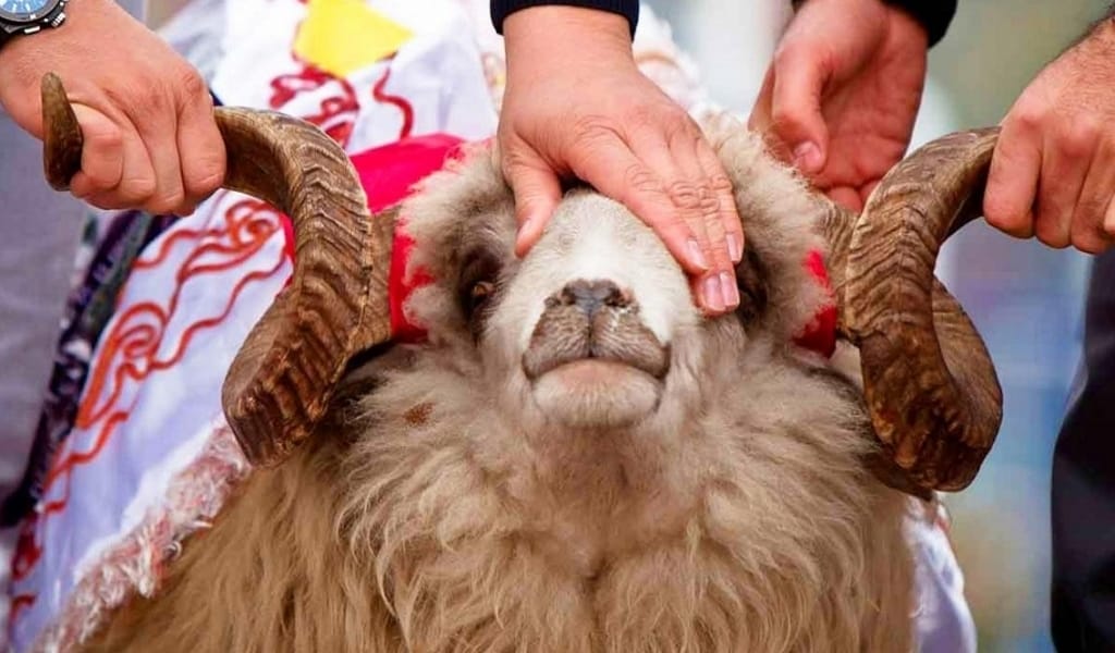 "Ол да өз атынан құрбан шалуы тиіс": Әйел адам да құрбан шалуы керек пе?