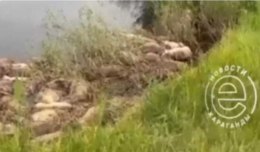 "Судан өте алмаған": 86 ақбөкеннің өлексесі табылды