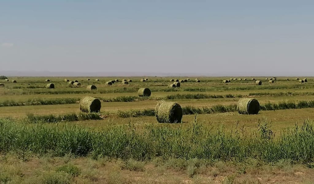 Шабындыққа шалғы түсті