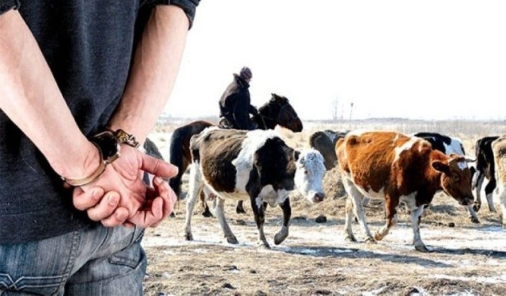 ЖЫЛ БАСЫНАН БЕРІ ҰРЛАНҒАН МАЛДЫҢ ЖАРТЫСЫ ТАБЫЛҒАН