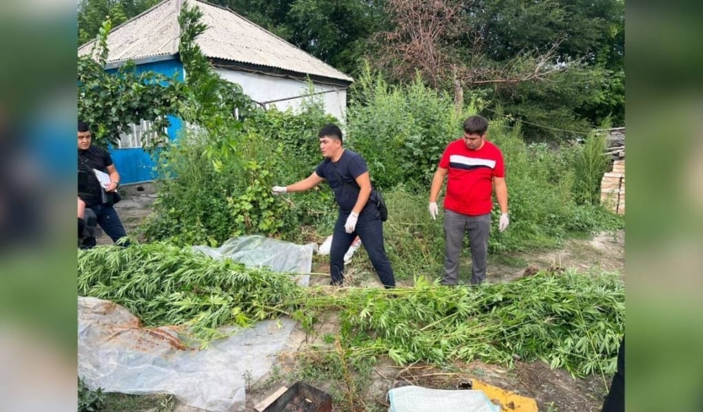 Жетісу облысында құрамында есірткі бар өсімдіктерді өсірудің екі дерегі тіркелді
