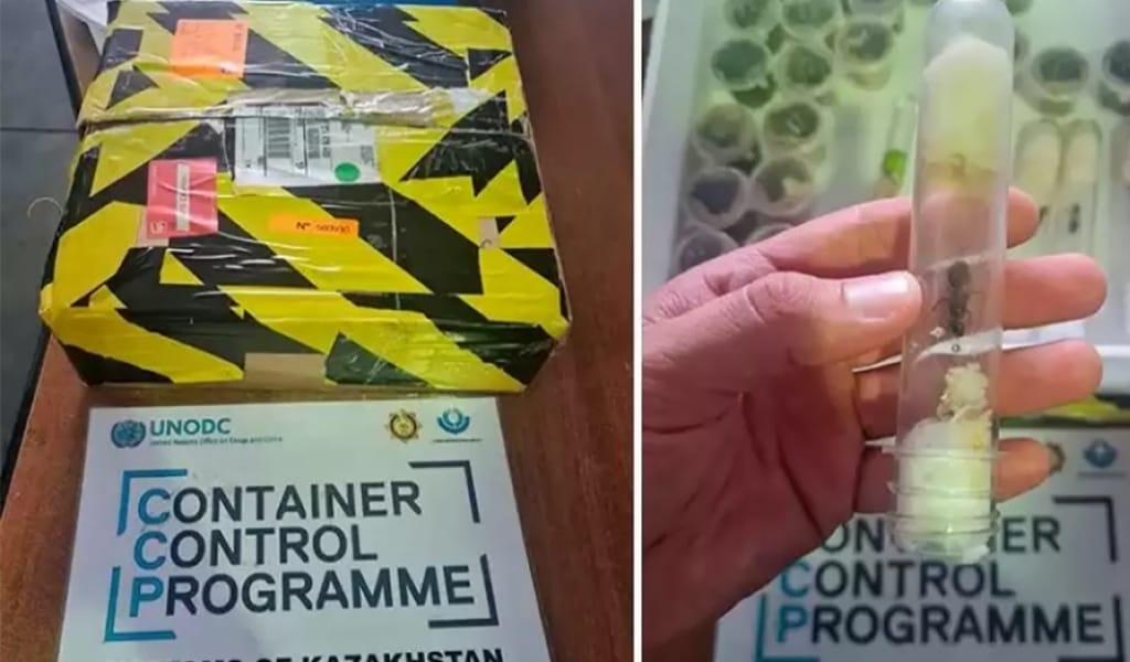 Италиядан Қазақстанға заңсыз жеткізілген құмырсқалар тәркіленді