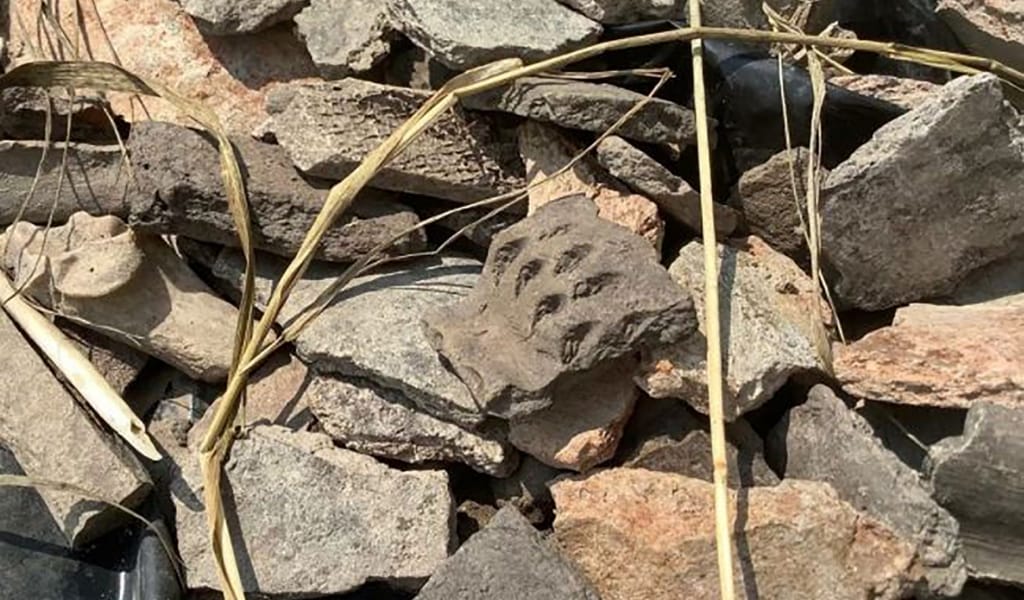 Ақсу ауданындағы қазба жұмыстары кезінде 30 ескерткіш табылды