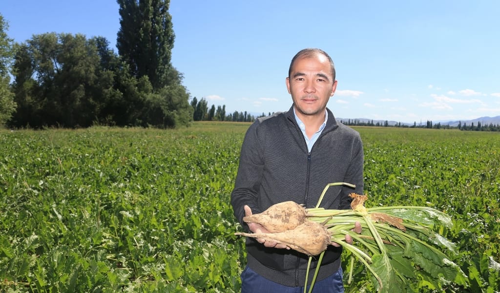 Көксу қант зауыты қызылшаны қабылдауды 10 қыркүйекте бастайды