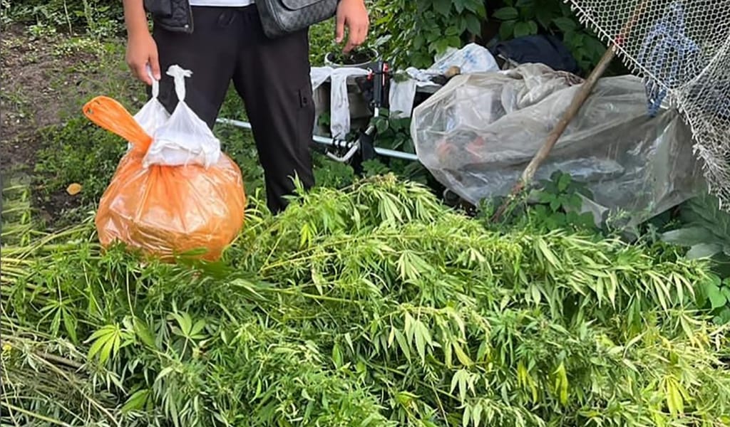 Текеліде марихуана өсірген ер адам ұсталды