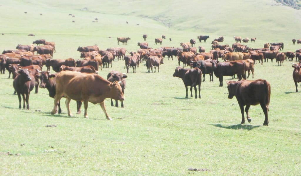 Тұқымы асыл «Сандыгер»