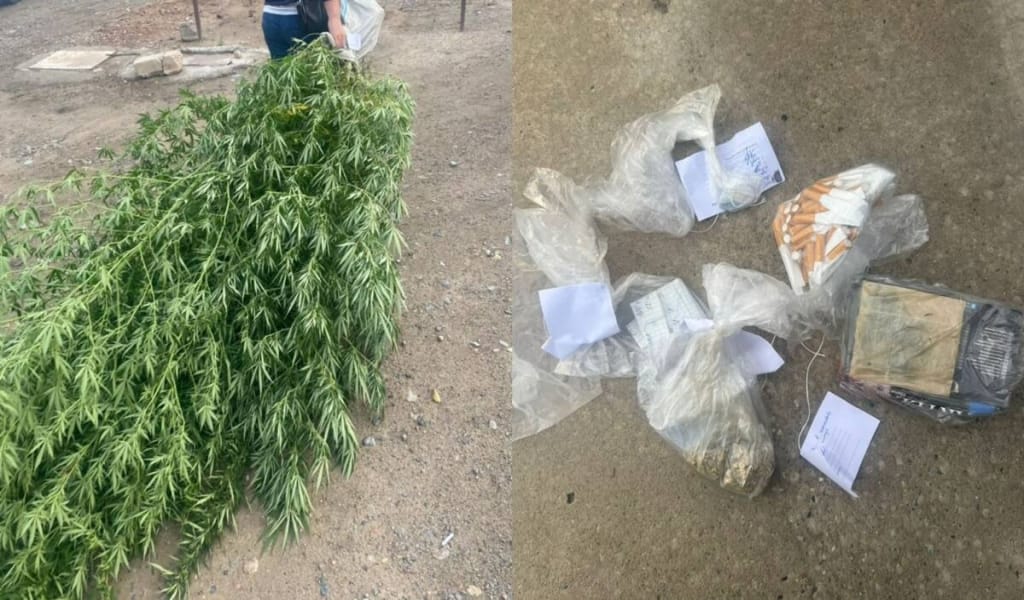 Жетісу облысының екі тұрғыны заңсыз марихуана өсірген