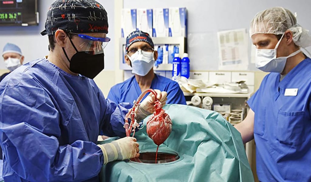 Шошқаның жүрегін адамға салуға бола ма? ҚМДБ жауабы