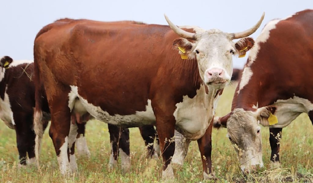 Төрт түліктің жағдайы жақсы