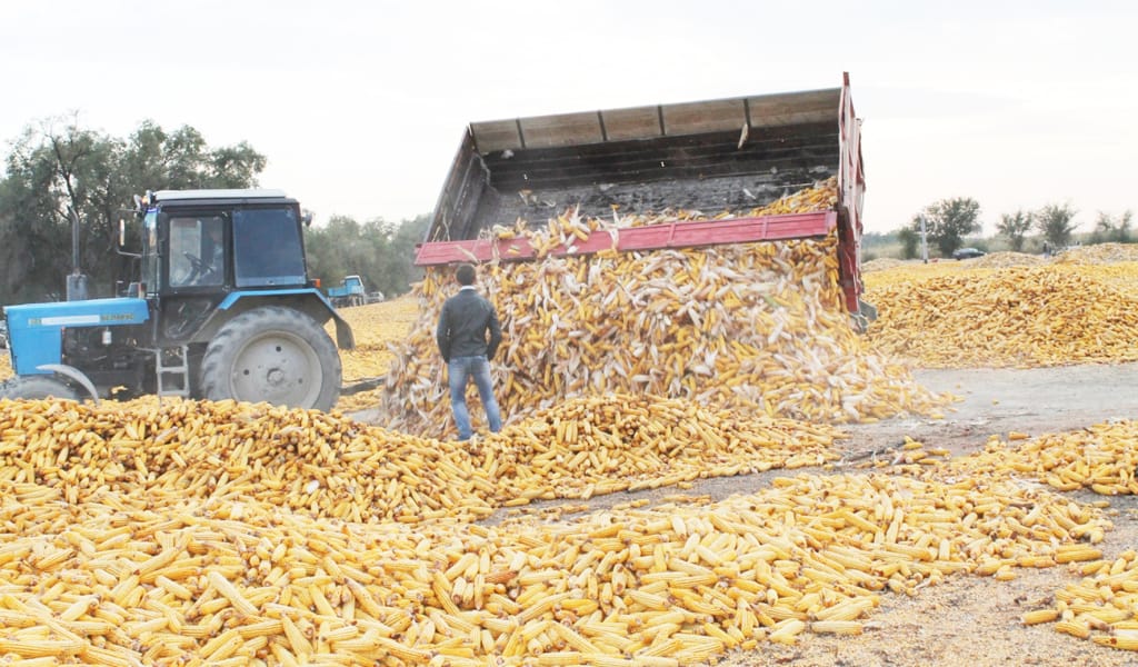 Қырман дәнге толды