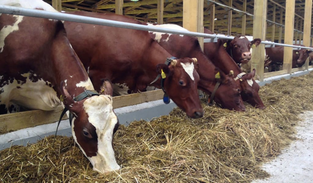 Сүт өнімі молаяды