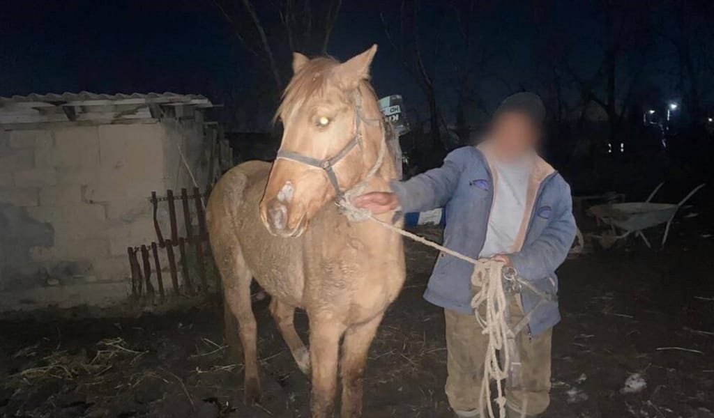 "Көмектескісі келетін кейіп танытқан": Жоғалған жылқыны іздесіп жүрген көршісінің өзі ұры болып шықты