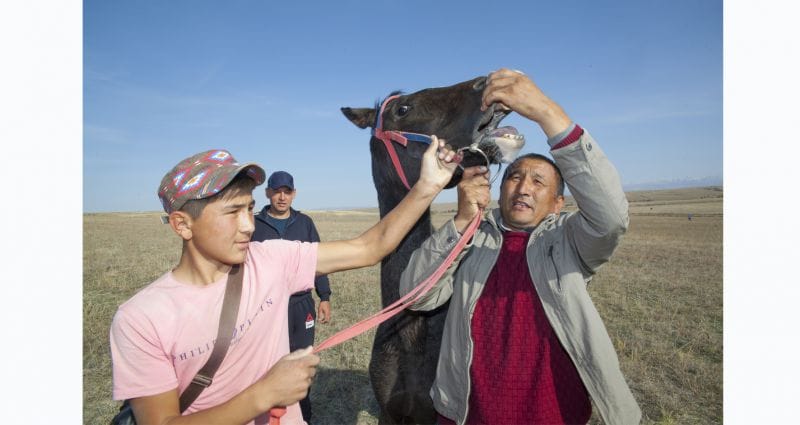 Тұлпар сырын меңгерген