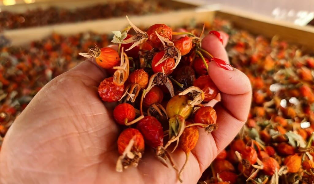 Қанат жайып келеді