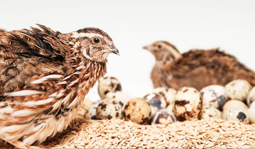 Бөдене берекесін тасытты