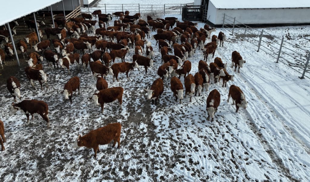 Асыл тұқымды жылқы мен ақ бас сиыр өсіреді