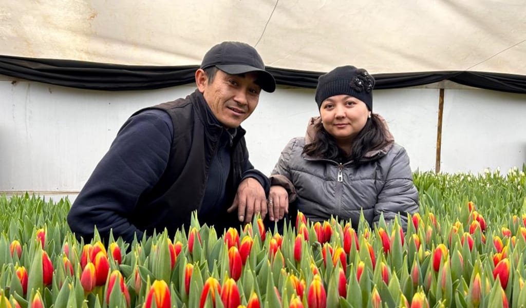 Жетісулық тұрғын ауласында 30 мыңдай голландия қызғалдағын өсірді