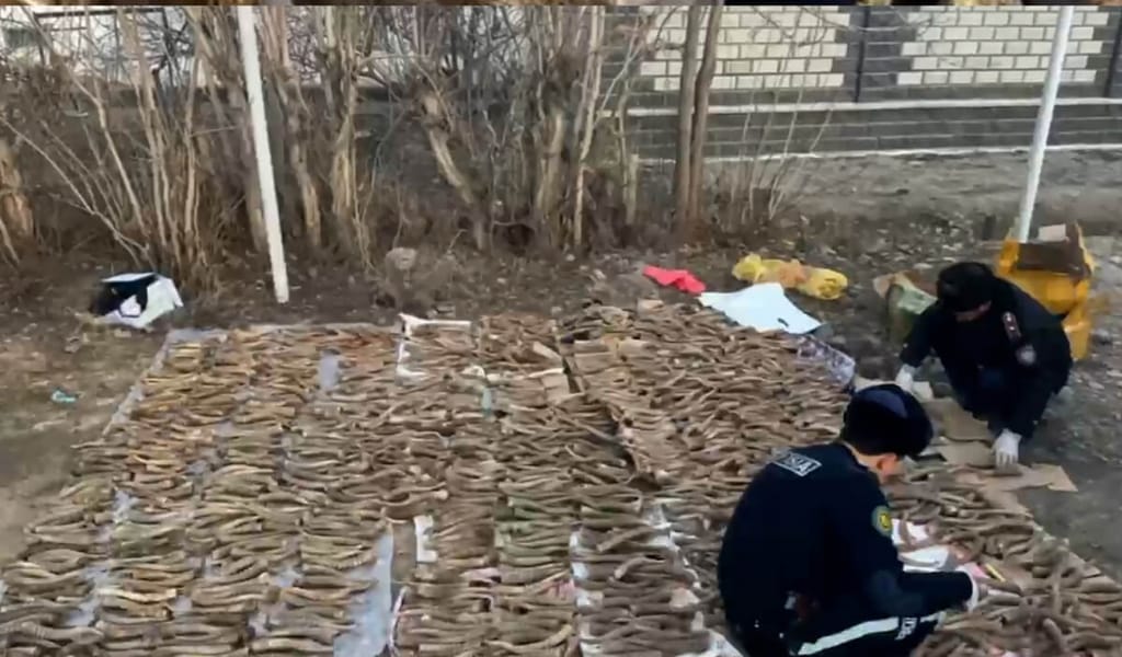 Жетісу облысында полиция ақбөкен мүйіздерінің ірі партиясын тәркіледі