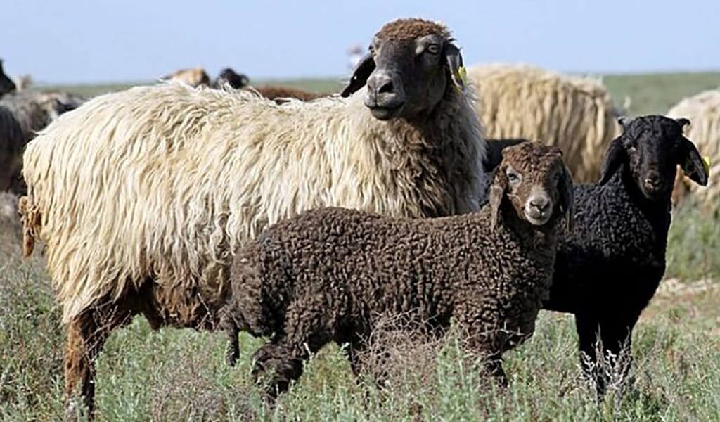 Қой өсір – тыбысы көл-көсір