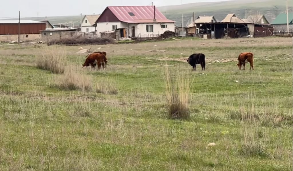 ЖЕТІСУДА МАЛ ЖАЮ ЕРЕЖЕЛЕРІН БҰЗҒАНДАР ЖАУАПҚА ТАРТЫЛДЫ