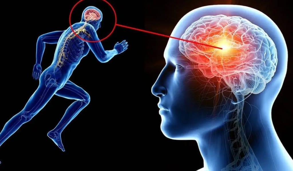 Спорт мидың қызметіне қалай әсер етеді - невропатолог пікірі