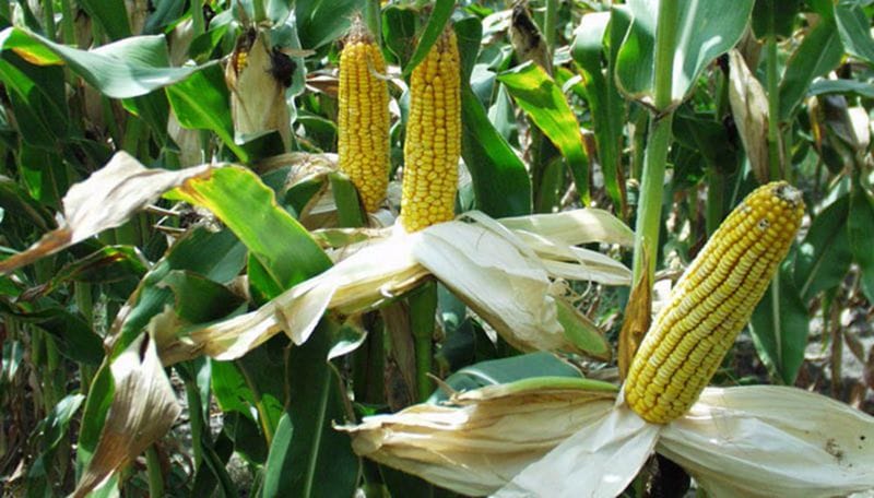 Егіншілер қуанышты