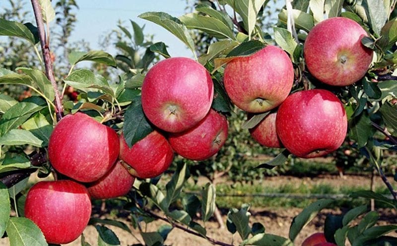 Өнімділігі өте жоғары