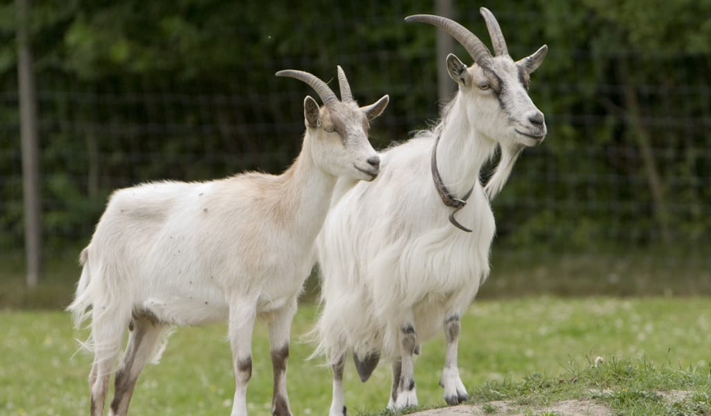 Серкеден құтылдым, ісекке тұтылдым