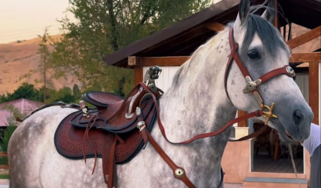 Ат қайда, пәтер қайда...