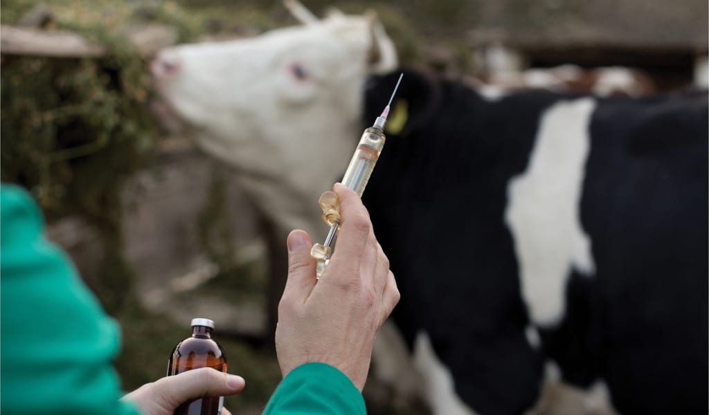 Бруцеллез – қауіпті жұқпалы ауру