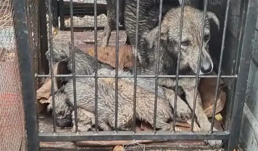 Талдықорғанда құтқарушылар күшіктерді аман алып қалды