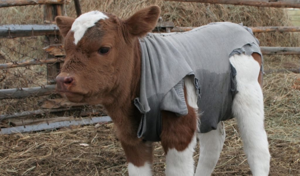 "Несие ғана береміз, болды": Келесі жылдан бастап фермерлерге субсидия тоқтатылмақ