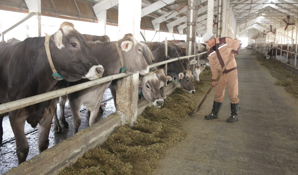 Қыстан қысылмай шығады