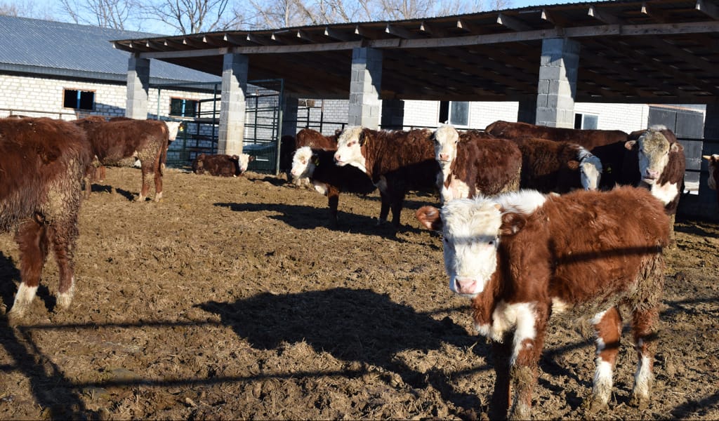 "Қазақы ақбас тұқымды 120 бас ірі қара сатып алды": Ауылдағы ағайынның кәсібі