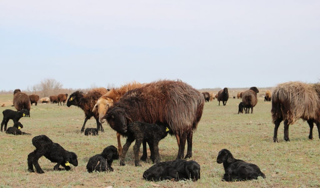 Қора қозыға толды