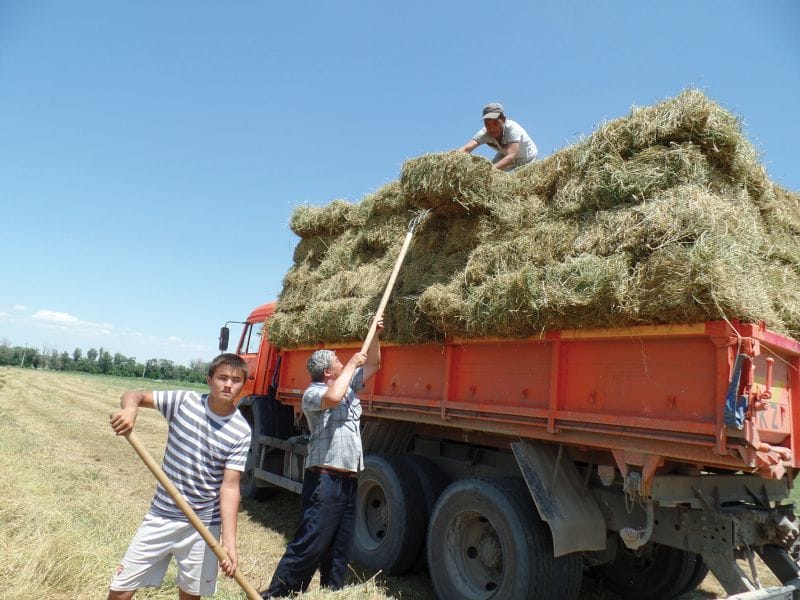 Жемшөп жеткілікті дайындалады