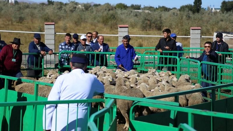 Лапароскопиялық әдіспен ұрықтандырылды
