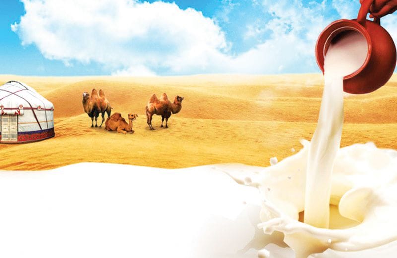 Пайдасы мол түйе сүті