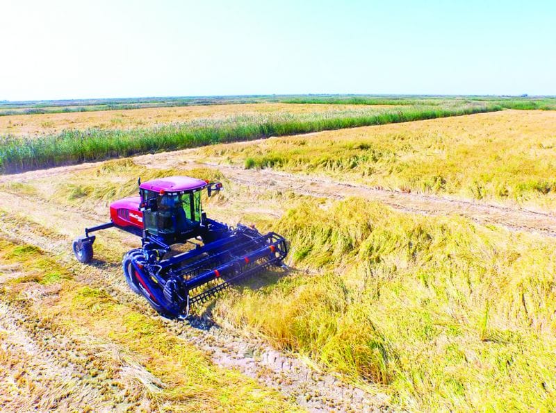 Күріш орағы аяқталуға жақын