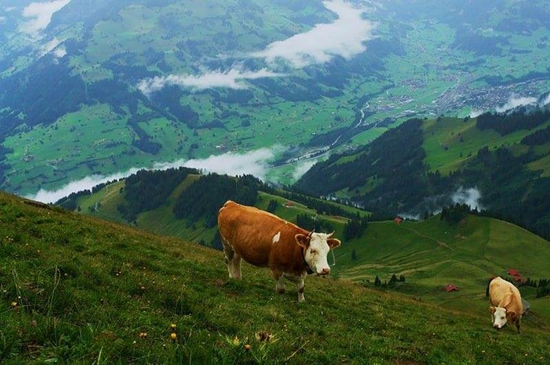 МАЛ ҰРЛЫҒЫМЕН АЙНАЛЫСҚАН ТОП ҰСТАЛДы