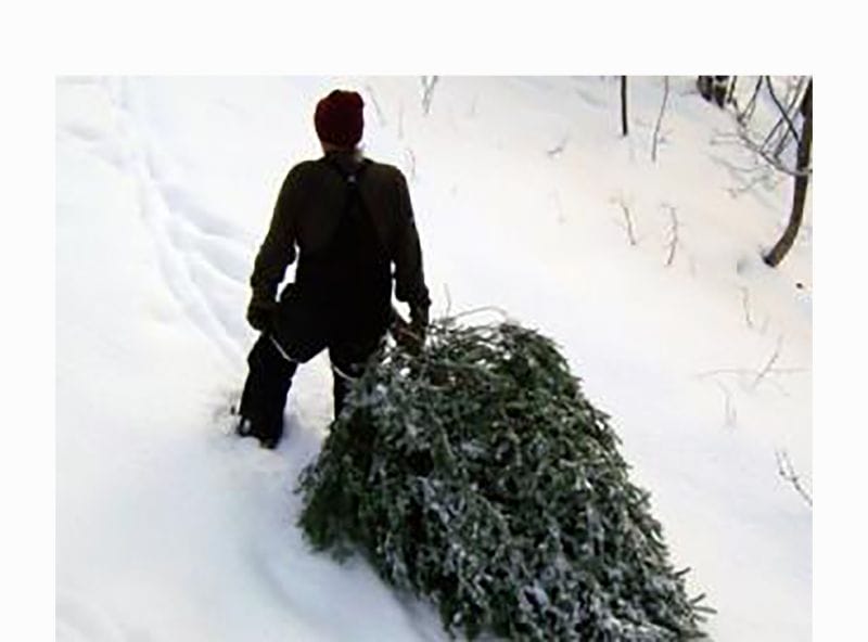 ШЫРША КЕСУДІҢ ЖАЗАСЫ ҚАНДАЙ?