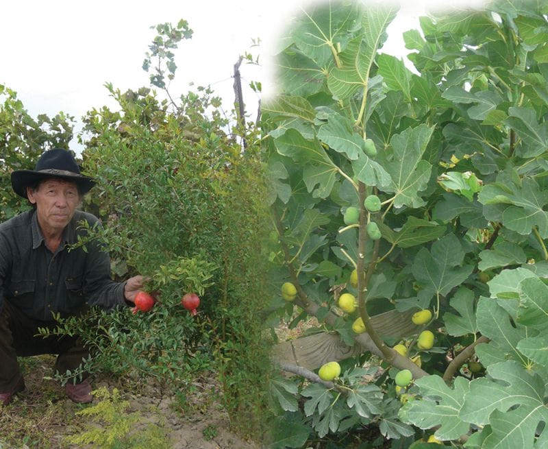 Інжір мен анар өсіріледі