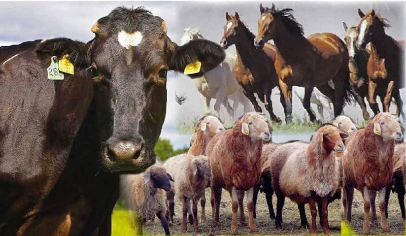 НЕСИЕГЕ МАЛ АЛУ ТИІМДІ МЕ?