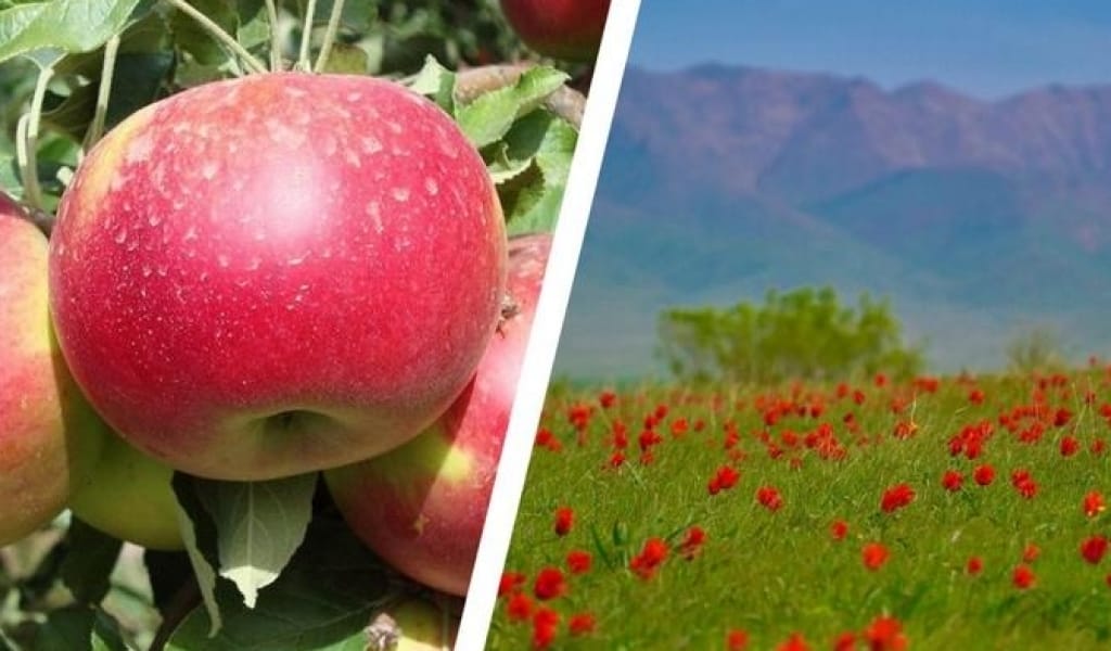 ҚАЗАҚСТАН - АЛМА МЕН ҚЫЗҒАЛДАҚТЫҢ ОТАНЫ