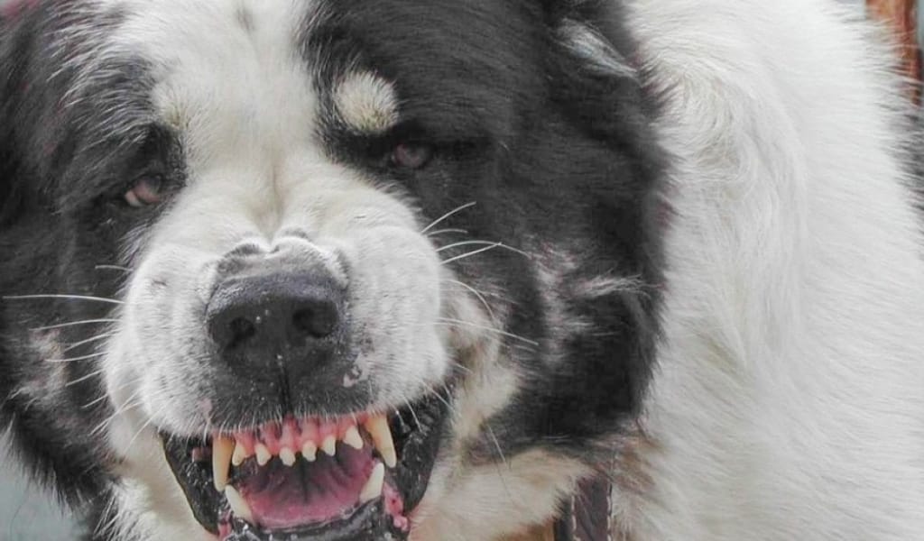 ПОЛИЦЕЙГЕ АЛАБАЙ АЙТАҚТАҒАН АЗАМАТ ҰСТАЛДЫ