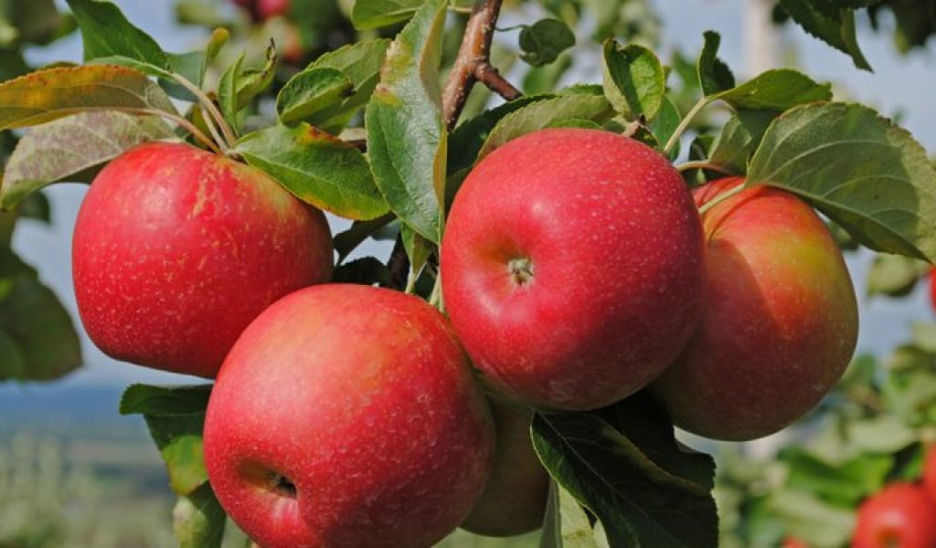 ЖЕМІС ИНДУСТРИЯСЫ: СИВЕРС АЛМАСЫНЫҢ СЫРЫ