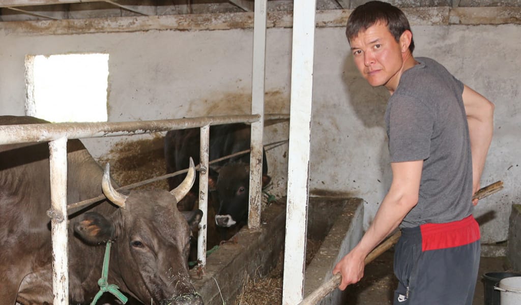 "КӨБІНІҢ ЕБІ КЕЛМЕЙДІ": ЖАС ФЕРМЕР ҚОЙ БАҒУДЫҢ ҚҰПИЯСЫМЕН БӨЛІСТІ