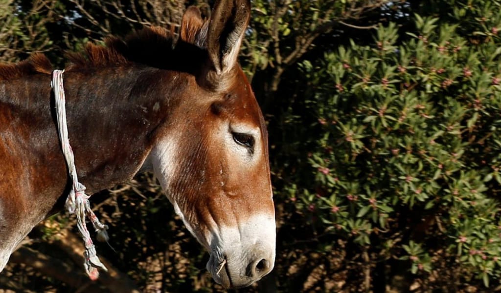 ЕСЕК ҰРЛАҒАН АДАМ ҰСТАЛДЫ